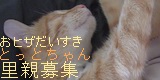 とっとちゃんの里親募集